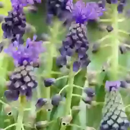 Comosum